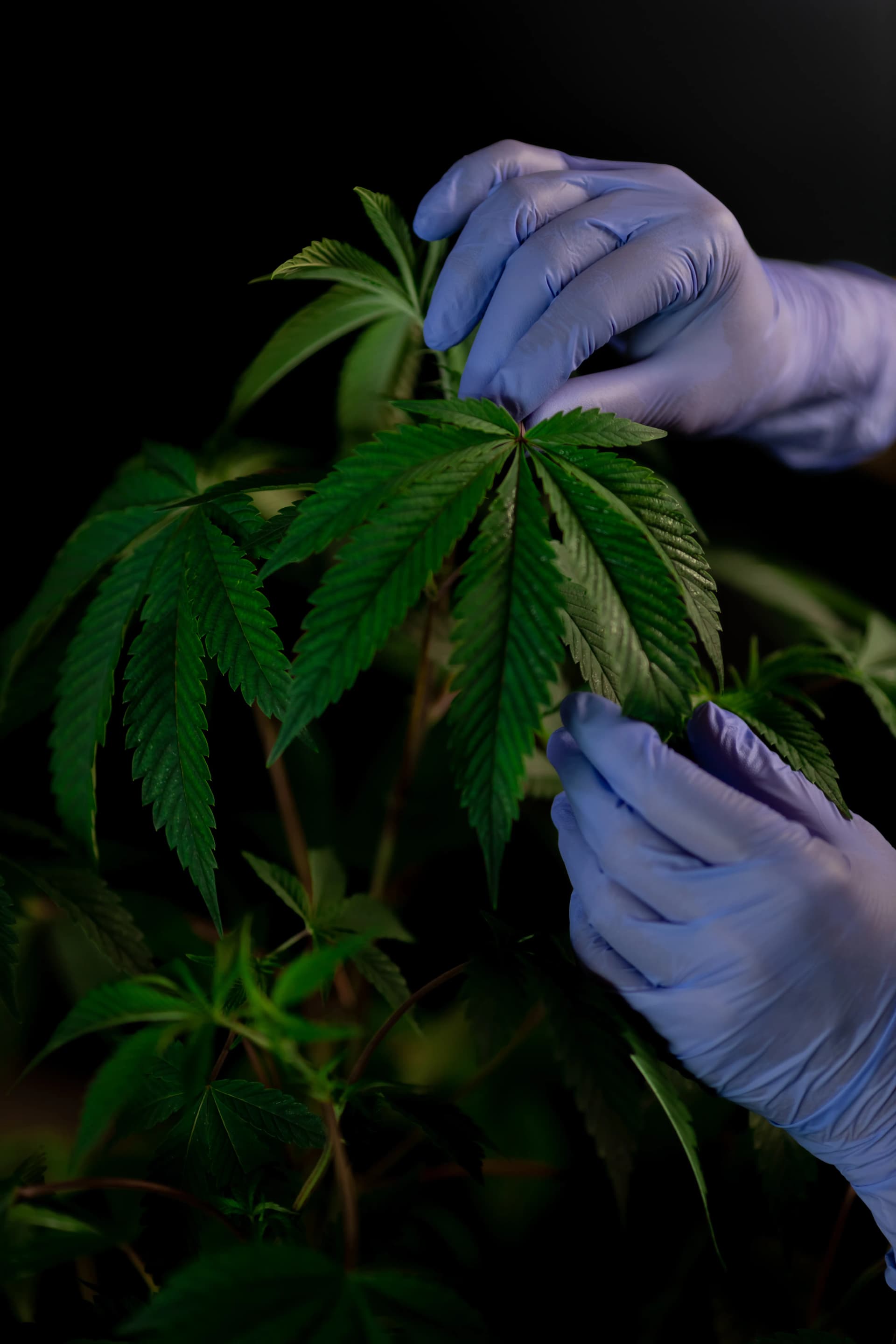 CBD Packaging Design: What You Can (and Cannot) Put on the Label | Awais Khadim CBD Packaging