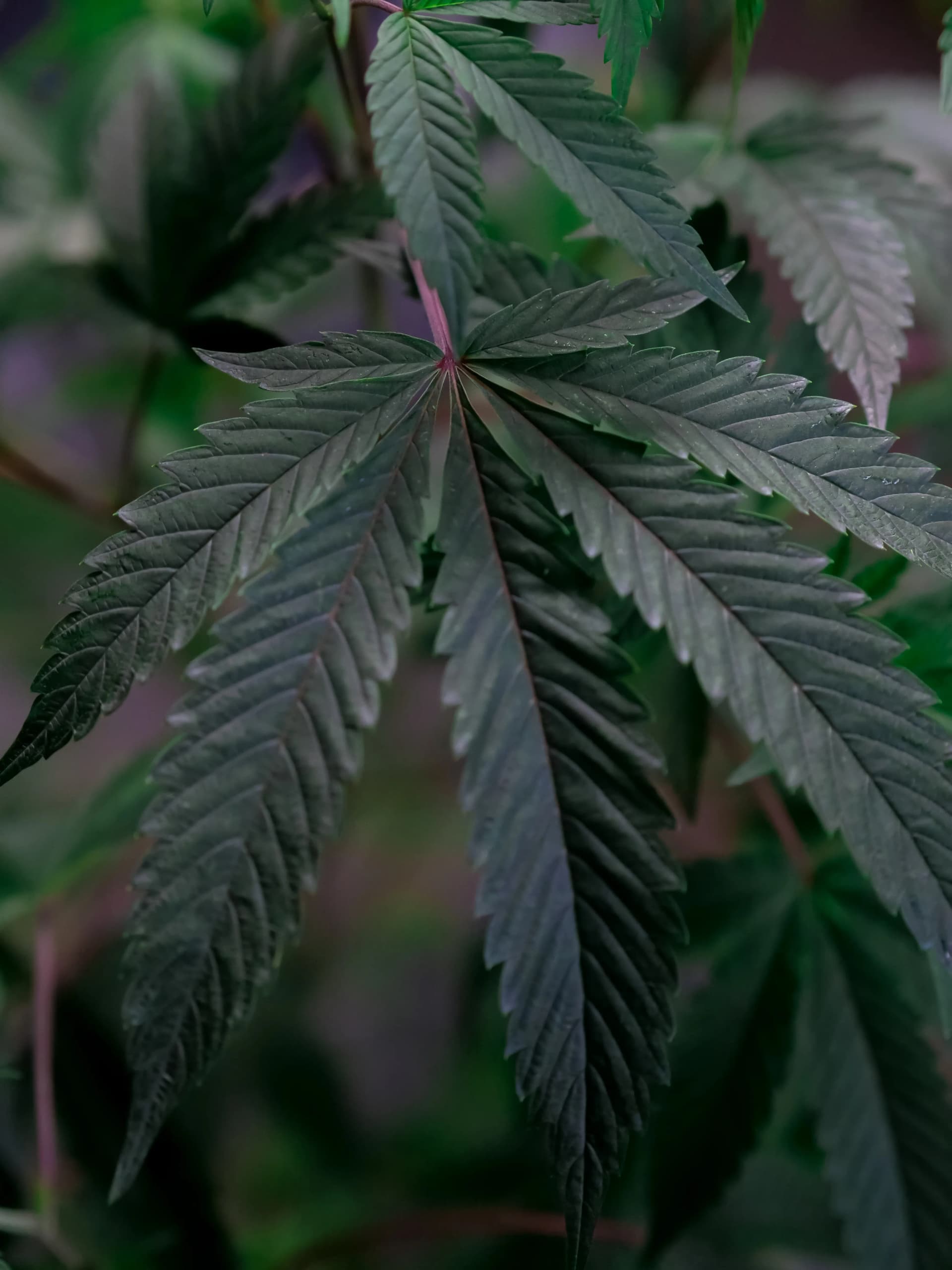 Packaging Design for CBD Products in the USA: A Complete Guide | Awais Khadim CBD Packaging